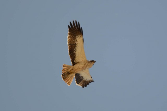 Aigle botté / Booted Eagle